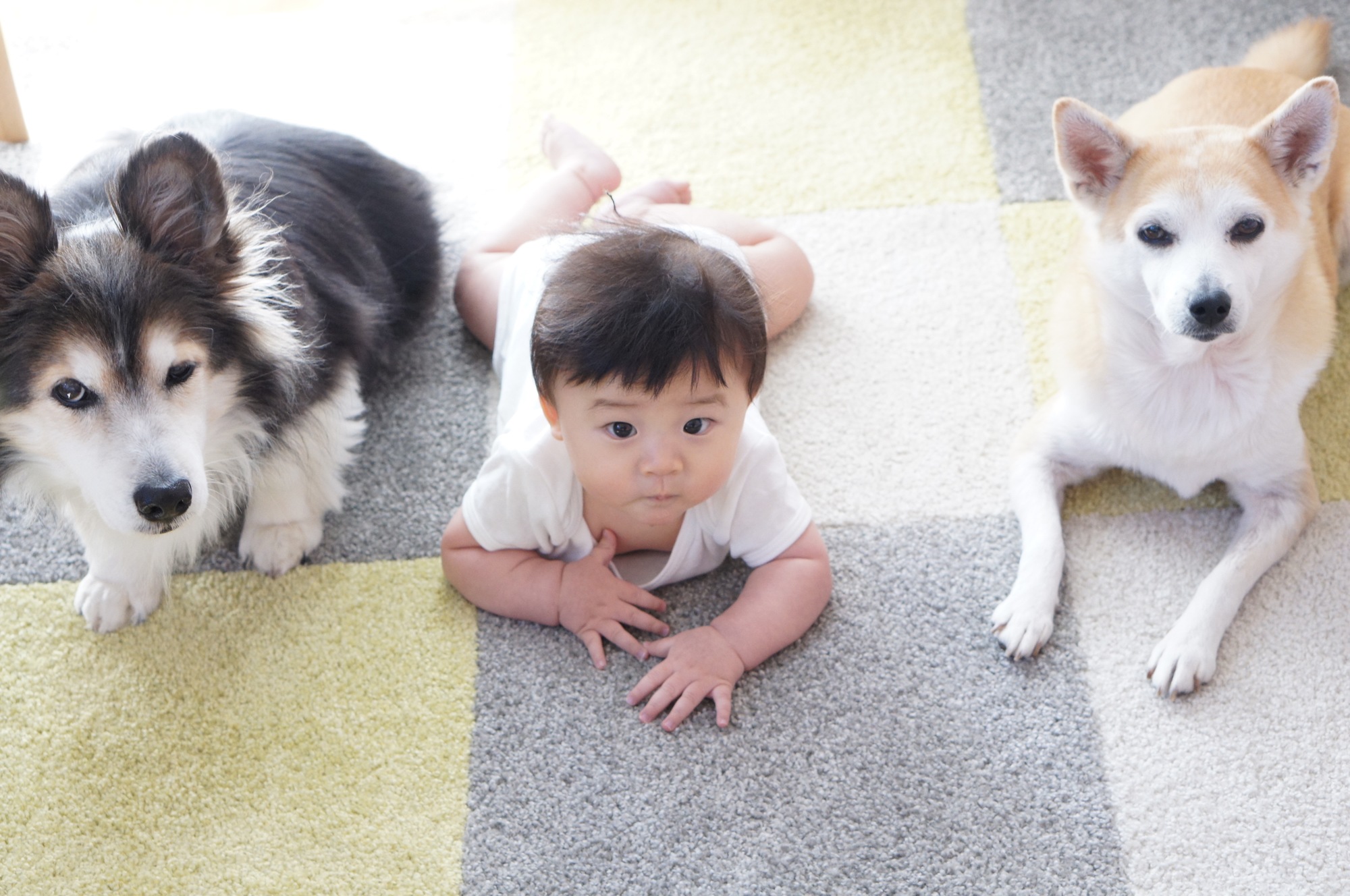 お子様もペットも“安心＆安全”なサービス！の写真